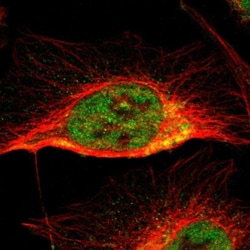 CCDC51 Antibody, Novus Biologicals:Antibodies:Primary Antibodies